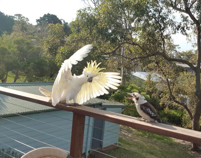 Just Sign The Damn Papers! Marge It’s Over