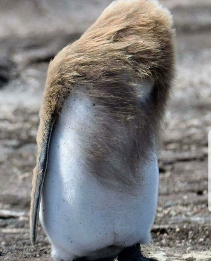 Patty Was Pleased With Her Fur Coat That She Purchased With Her First Alimony Check. It's So Big He Can't Even *see* Me, She Thought With A Wry Smile. Then It Dawned On Her....had He Ever *really* Seen Her?