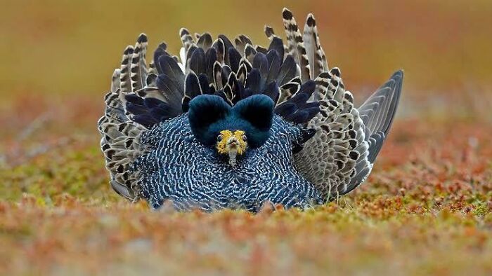 I Only Drink Champagne On Two Occasions, When I Am In Love And When I Am Not