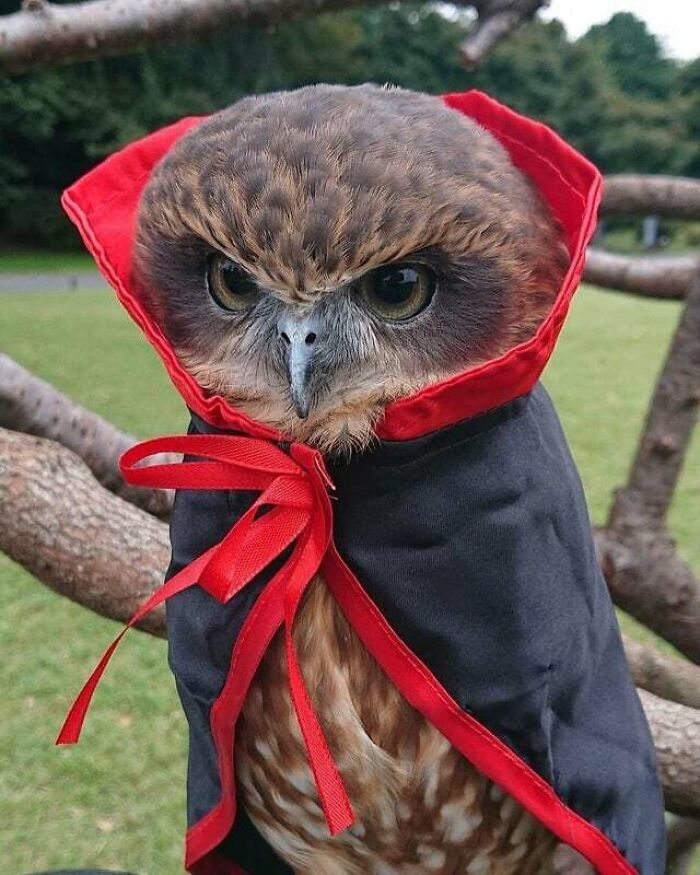 "I'm Sick Of You Criticising Me, Martha! I'm Not Getting Rid Of The Cape! I'm Getting Rid Of You!"