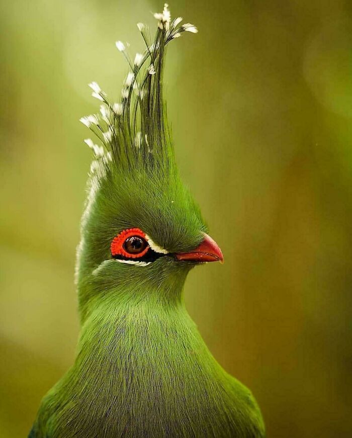 Mabel Strutted Out Of The Salon, The Brisk NYC Air Made Her Feathers Tingle. She Had A New Make Over, Stan Was History And 2020 Was Going To Be A Year To Remember