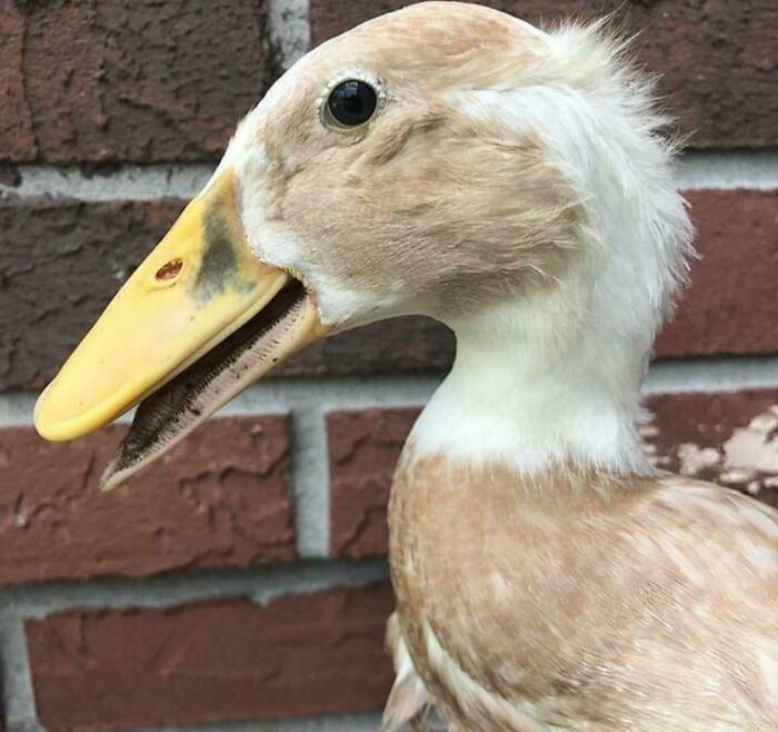 Clyde Refused To Date Women His Own Age "Old Birds Don't Know How To Treat A Man. But With This 22-Year-Old Hottie From Moldova That I'm Talking To? It's All About Me. What's *my* Dream Job? What Was The Name Of *my* First Pet? What's *my* Mother's Maiden Name? Makes A Guy Feel Special."