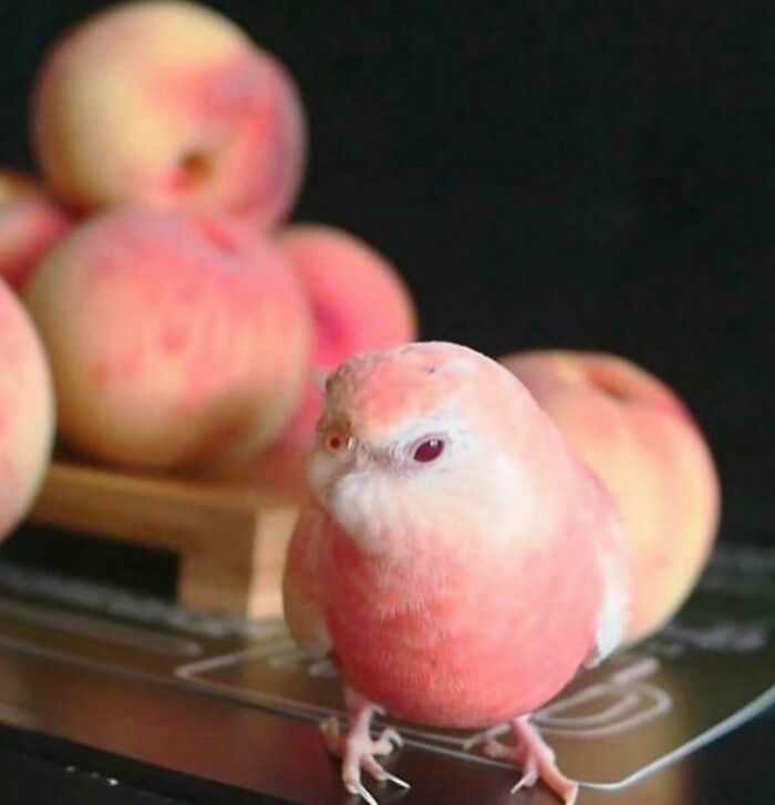 When Peaches Saw That Her Ex Had A New Girlfriend, She Was Okay With It. Oh, She Looks Like Me, Peaches Thought. All Was Well Until She Saw...the New Girlfriend's Name. Nectarine. Peaches Felt A Pit In Her Stomach, And Recalling When Her Ex Said, "No I Love Your Fuzz I Swear!" Made Her Weep