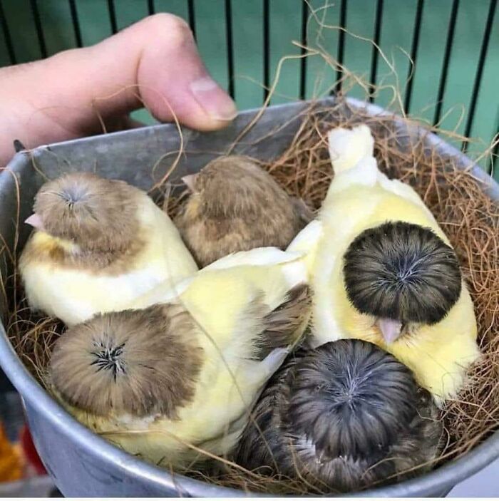 Money Had Been Tight Since The Divorce, But Cindy Was Having Second Thoughts About Home Haircuts For Her Chicks