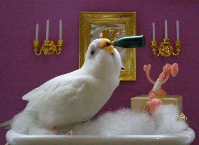 "And Who Is There To Counsel The Marriage Counselor When Her Own Marriage Falls Apart? The Marriage Counselor *counselor*? And Then Who Counsels Her Huh?", Bridgette Asked, As She Drowned Her Sorrows With Her 8th Bottle Of Mixed Berry Flavored Sparkling Cider