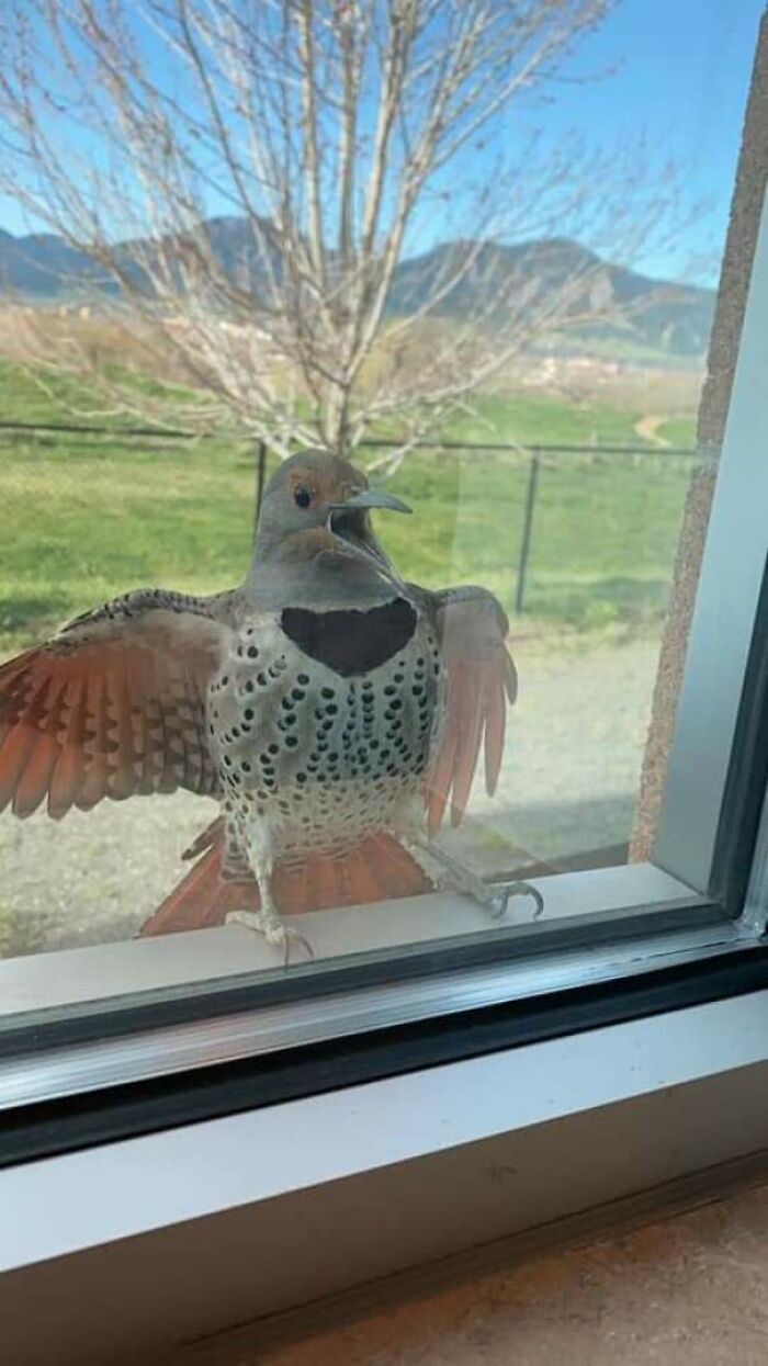 Derek Couldn't Believe His Eyes. He'd Come Home Early To Surprise Brenda, Instead He'd Caught Her In The Wings Of Their Neighbour Phillip