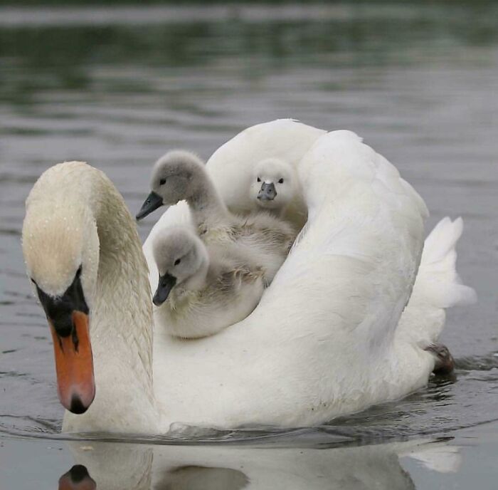 Jackie Had Finally Had Enough Of Trevor’s Violent Outbursts And Chronic Alcoholism. She Bundled The Kids Up On Her Back And Went To Go Live At Her Sisters Place