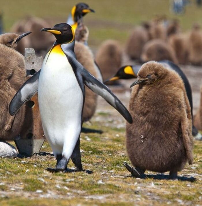 "I'm A Strong Independent Single Mother And I Don't Need No Man Telling My Son What To Do," Hilary Muttered Herself As She Marched A Mortified Billy To The Principal's Office To Complain About Bring Your Dad To School Day