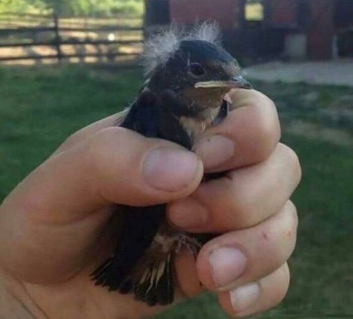 Once Again, He Asked His Lover ; “Your Financial Support... Give It To Me.” But Give It, She Did Not. How Could He Fight Corporations And Billionaires When Birdie Sanders Couldn’t Fight For Love?