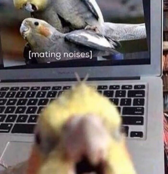 James Couldn’t Believe His Eyes. . . His Beloved Wife, Sharon Popping Up On His Beakhub Search For Horny Housewives ..!