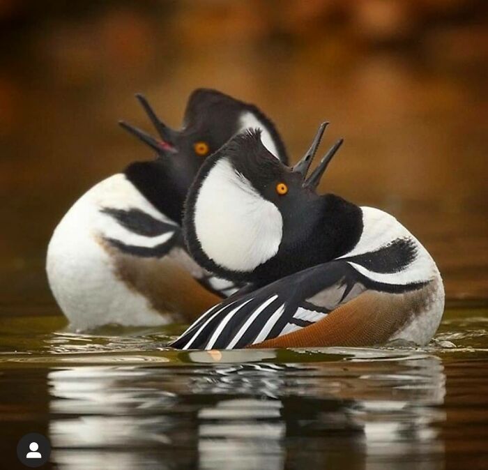 In A Last Ditch Effort To Save Their Dying Marriage, Sandra And Jack Joined A Synchronised Swim Class For Couples