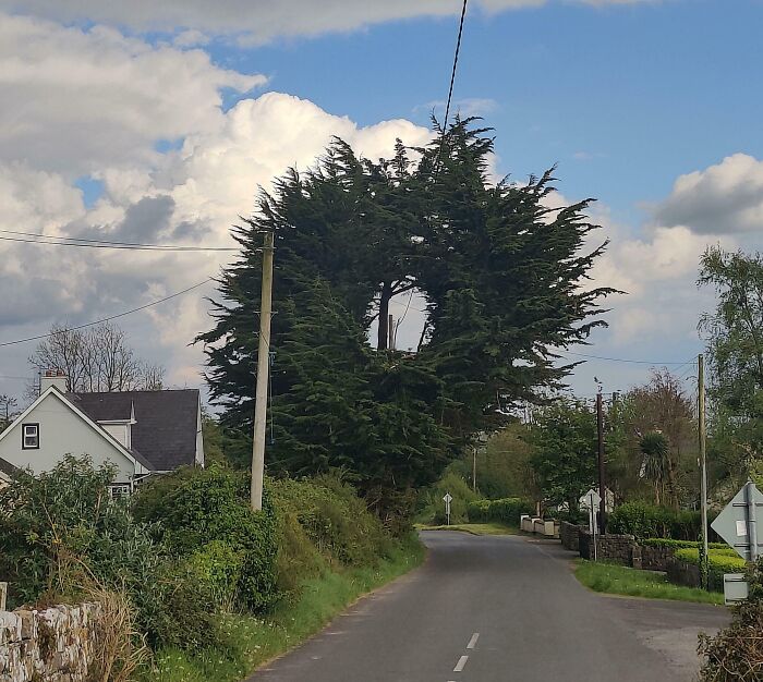 This Tree That Was Cut To Allow For The Cables To Pass Through