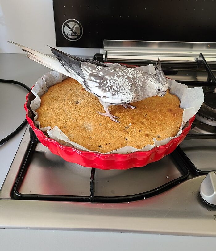 My Birb Is So Helpful To Me, Using A Freshly Baked Cake To Warm Her Toes