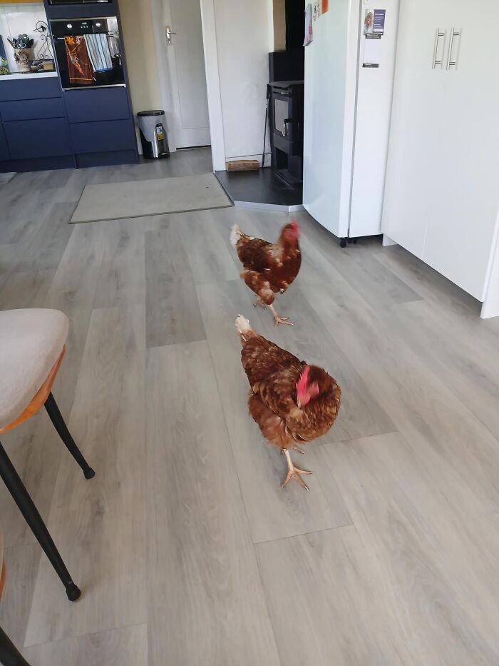 I'm Terrified Of Chickens And My Mum's Just Came To The House