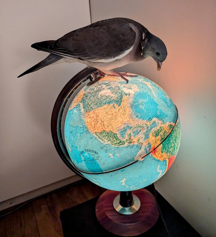 Piou-Piou Thinking About World Domination