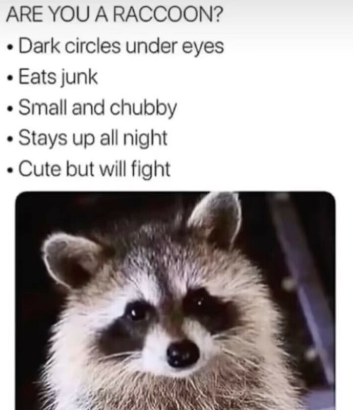 Raccoon meme listing humorous traits like "dark circles, eats junk, stays up all night," highlights funny randomness.
