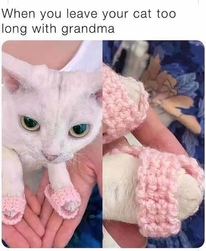 Humorous-Animal-Memes