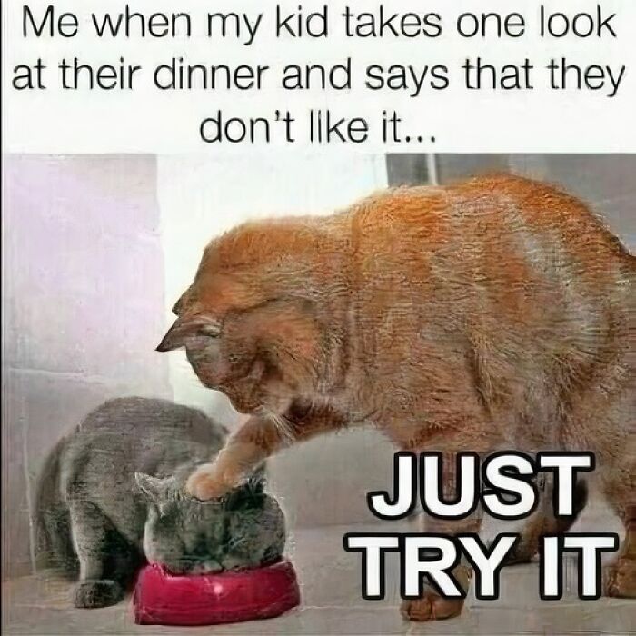 Humorous-Animal-Memes