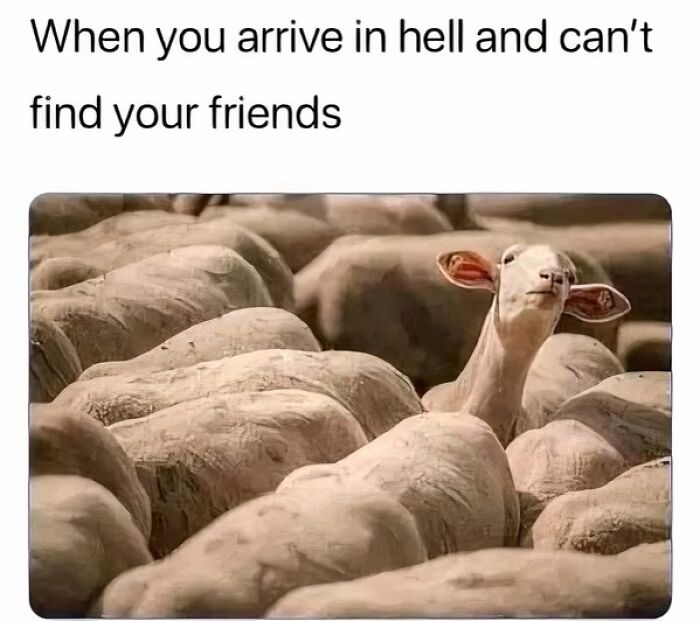 Humorous-Animal-Memes