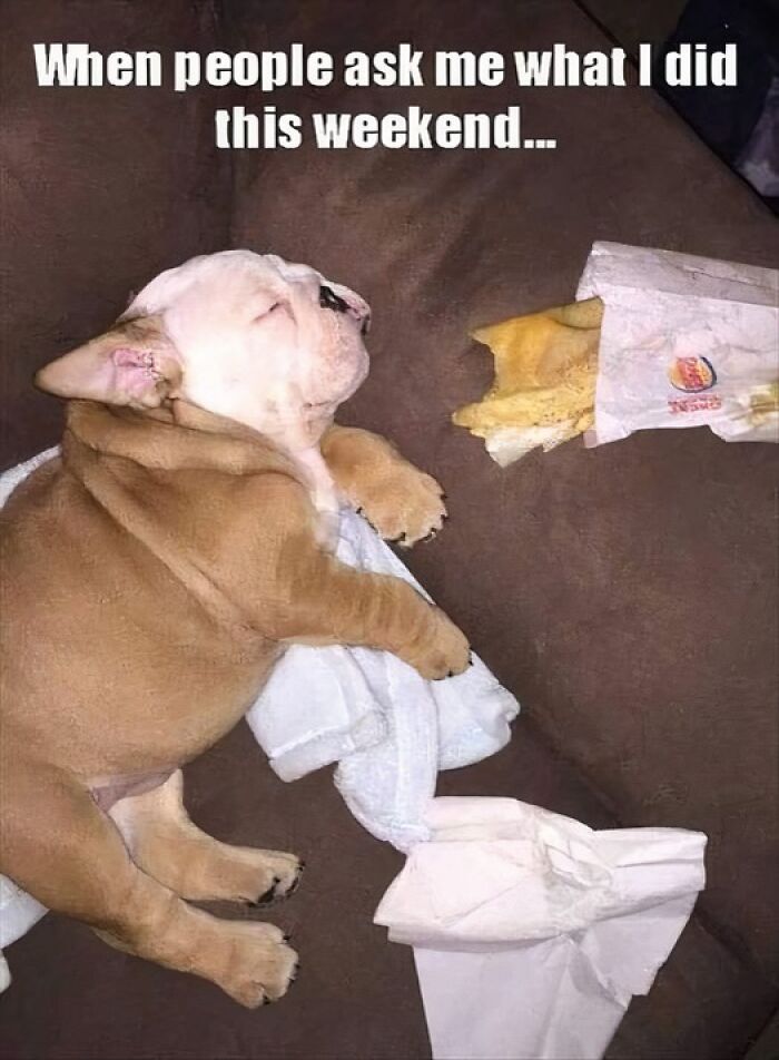 Humorous-Animal-Memes