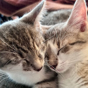 lindarietheimer avatar