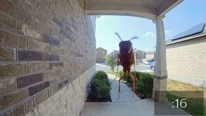 Close-up of a wasp on a doorbell camera lens, creating a seriously confusing perspective.