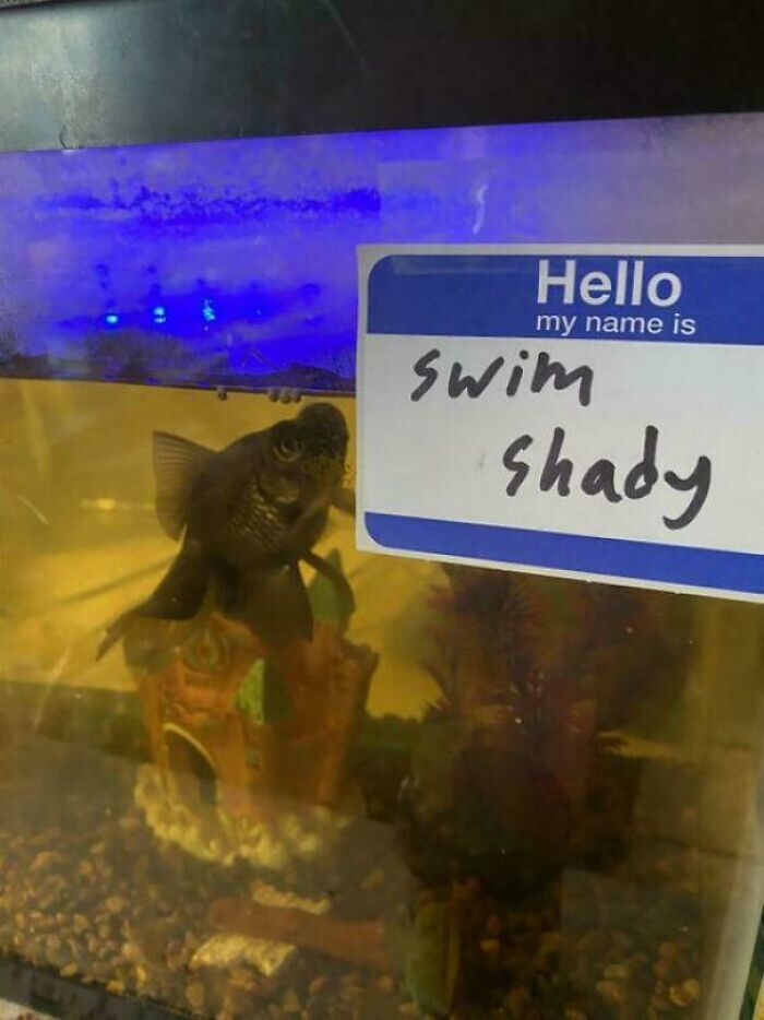 The Real Swim Shady