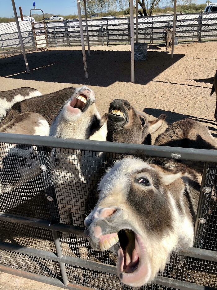 Funny animal expressions with three donkeys appearing to laugh behind a metal fence.