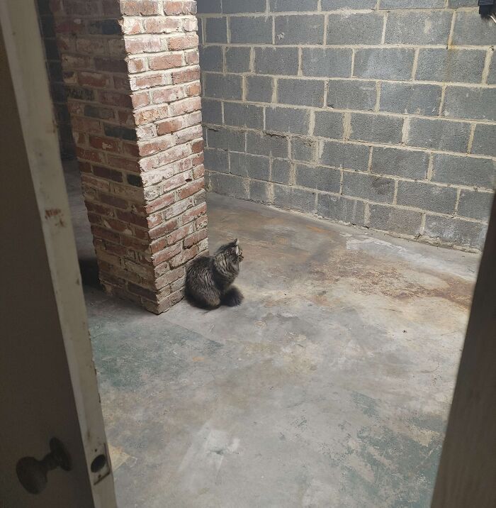 Just Moved Into This House With A Creepy Basement. Kitty Sits In The Dark And Stares At The Wall For Hours At A Time