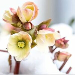 alaskagirlgravel avatar