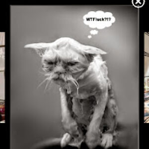 lesliemcara_1 avatar