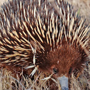 anechidnaechidna avatar
