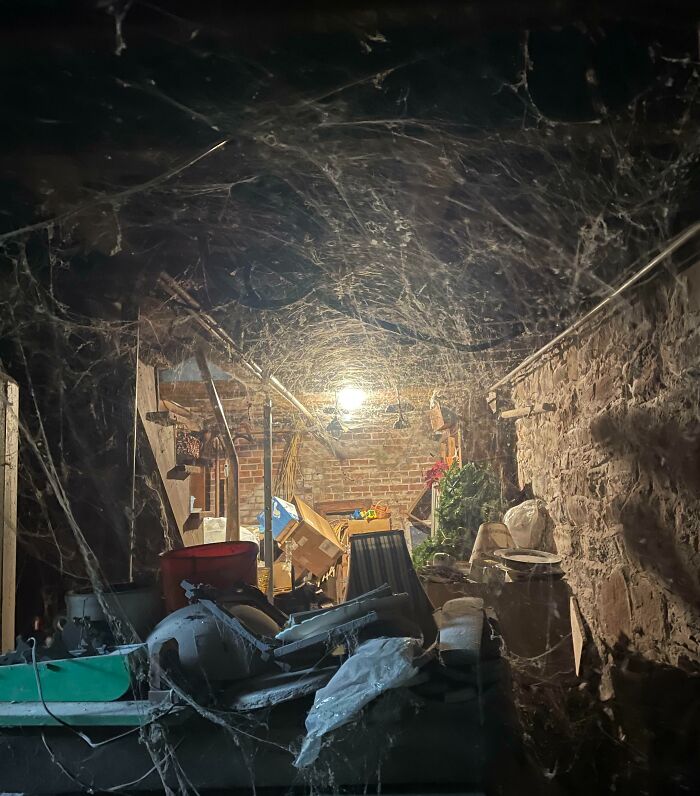 This Is Why I Hate Going Down To My Cellar