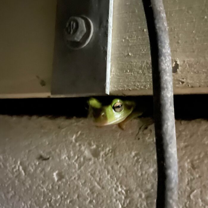 Every Night, These Frogs Pop Their Heads Out Of The Wall In My Basement