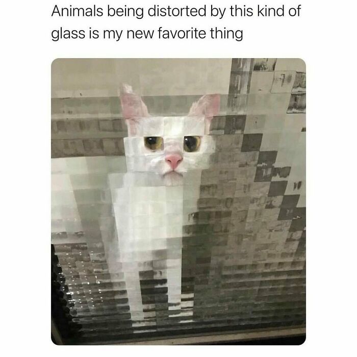 Funny and awkward animal image of a cat distorted by patterned glass.