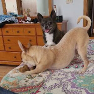 rickcarrarini avatar