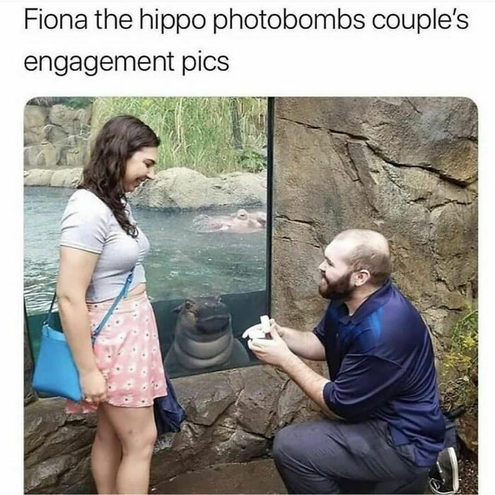 Man proposes to a woman with a hippo photobombing in the background, creating a funny and awkward animal moment.
