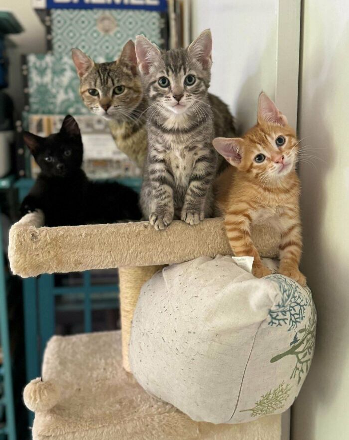 I Love This Little Kitty Family. Honey’s Kittens Are 10 Weeks Old Now. I Think I’m Going To Keep Them All