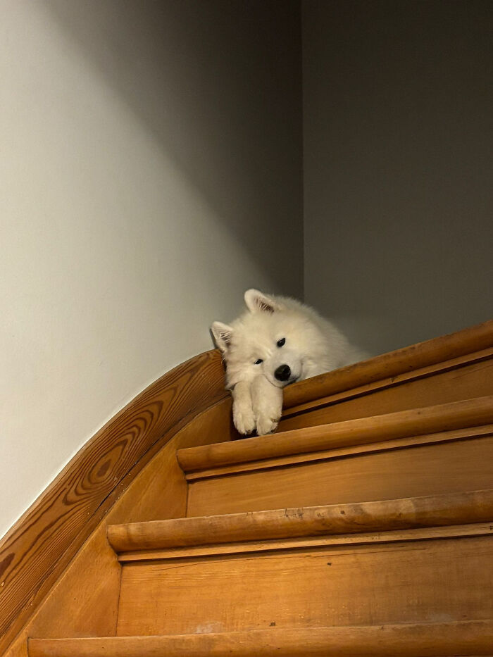 Foster Pup's Go-To Place For Sleepy Time Now That He Trusts Our Home!