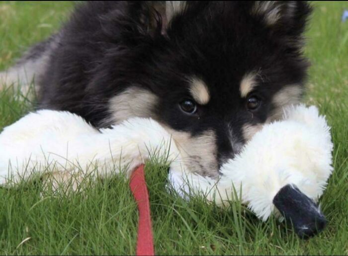 I Adopted An Abounded Puppy From A Shelter Today! We’re Already Out Playing