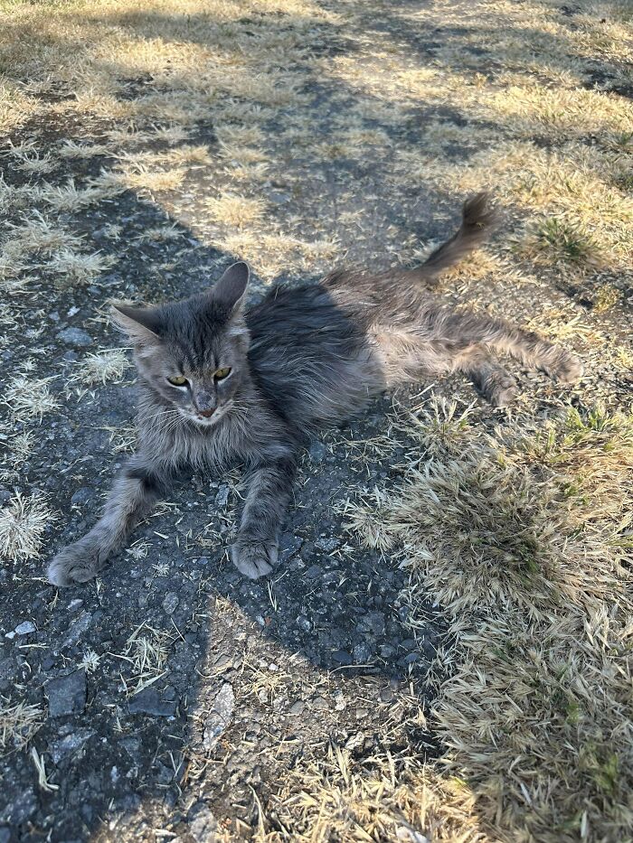 Took In A Stray Cat, It Had Seven Kittens In My Nightstand