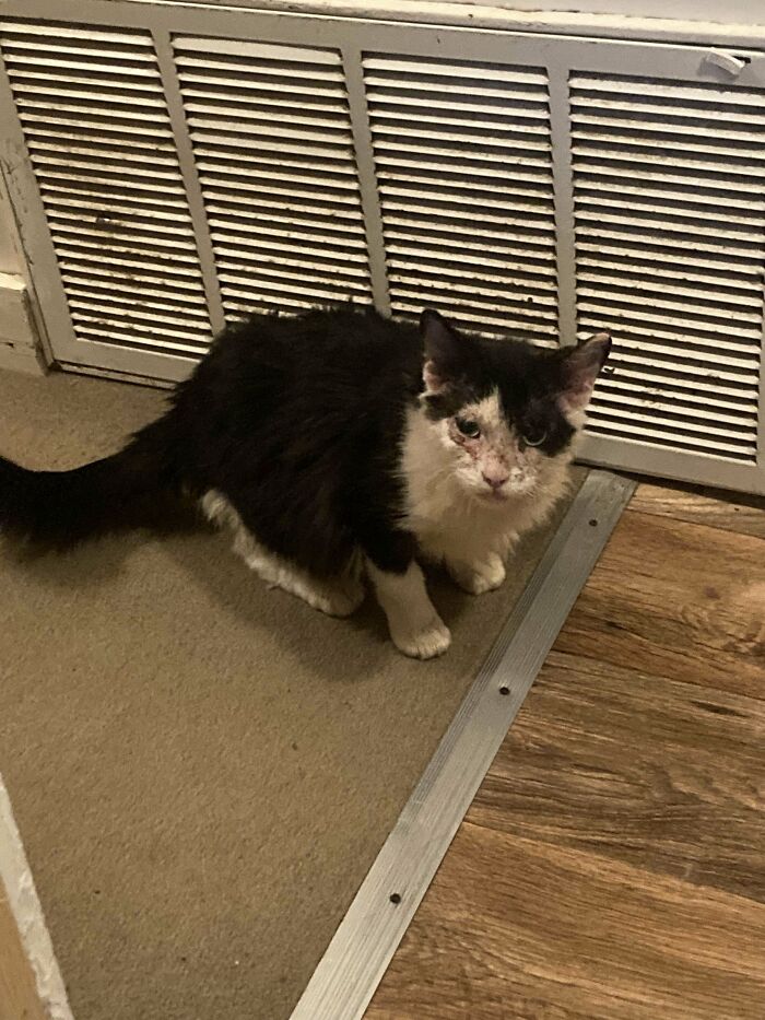 I Found Beezle In A Parking Lot Five Months Ago. She Has A Skin Issue That’s Helped By Steroids As Well As A Suspiciously Large Belly That Would Lead You To Believe She’s Pregnant. (I Had Her Spayed) The Vet’s Best Guess Is An Autoimmune Issue. So, We’re Rolling With That