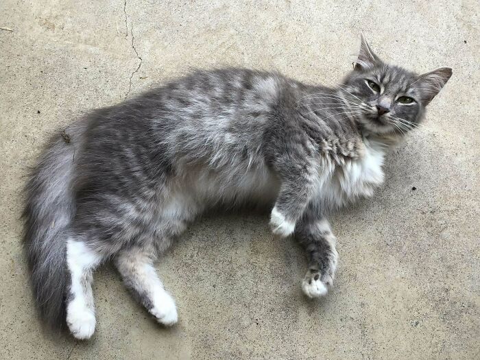 This Little Gray Girl Showed Up On My Back Porch Three Nights Ago. I've Asked Around The Neighborhood, And Nobody Is Looking For A Missing Cat. Guess That Means I'll Be Keeping Her