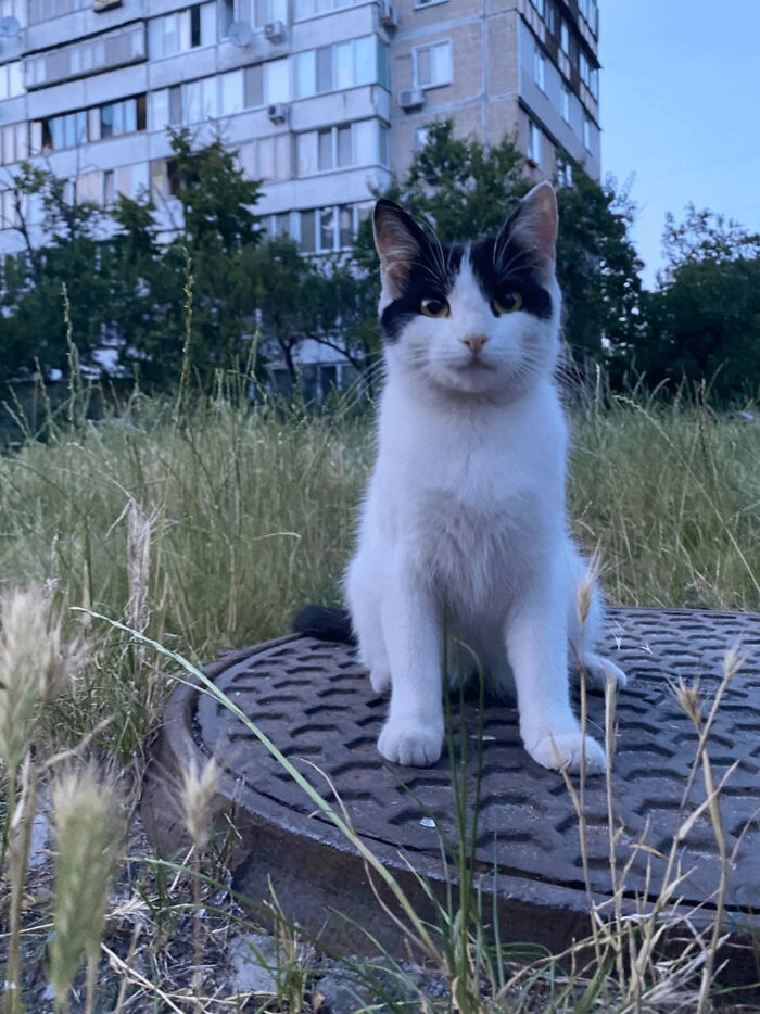 I Want To Take This Girl Home And Spay Her, But I'm Afraid I Won't Be Able To Find Her A New Home And Owners. I Have 3 Cats And It's Dangerous To Have A Fourth Cat Because At Any Moment I May Need To Move (I Live In Ukraine). My Heart Is Breaking 😭