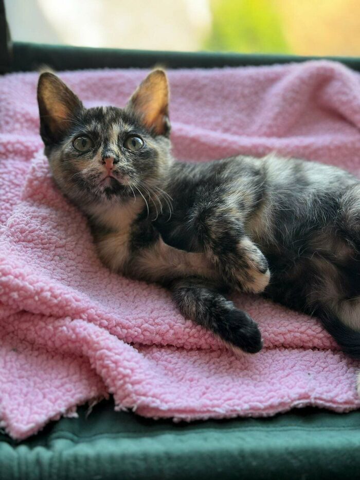 This Is Takoyaki. She Is Coming Home In Ten Days, But She Already Stole Our Hearts