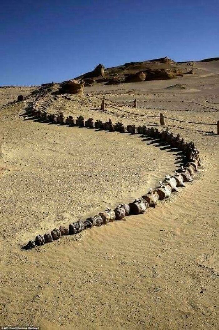 Fossilized whale bones in a desert landscape showcasing the awe of nature.