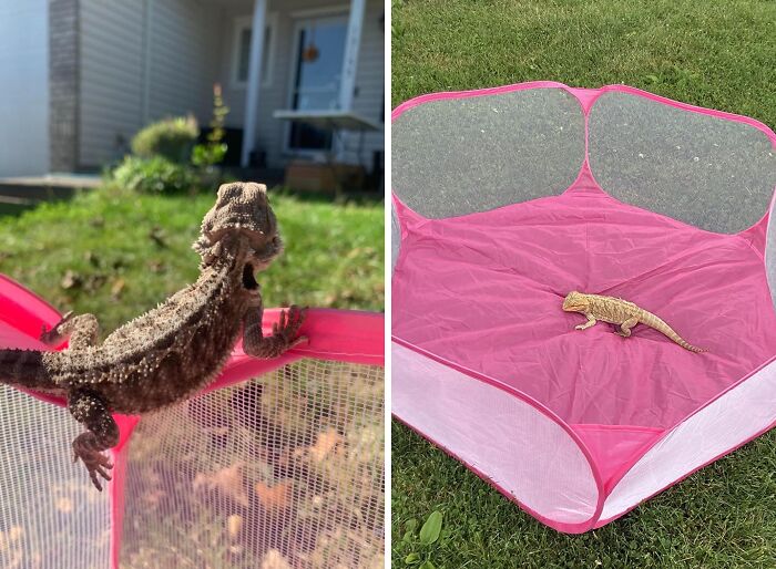 Give Your Little Buddy Their Own Private Retreat With This Adorable Small Animal Tent - Perfect For Snuggles And Snoozes In The Great Outdoors