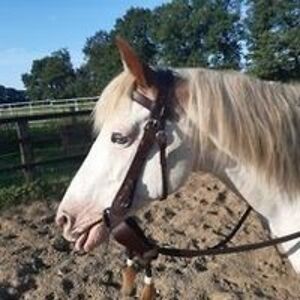 pausenclown2605 avatar