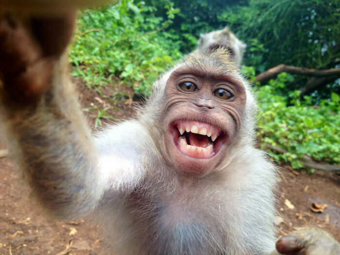 Funny animal expression of a smiling monkey in the wild, reaching towards the camera.