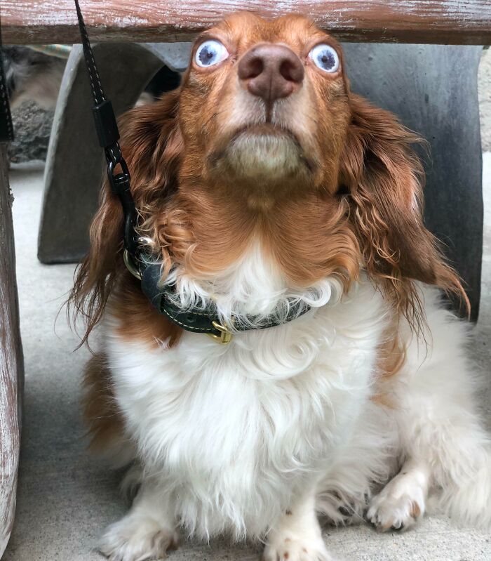Fergus First Day Of Obedience Training. He Makes The Best Faces